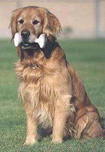 Ambertrail golden hot sale retrievers